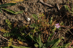 Erodium lebelii