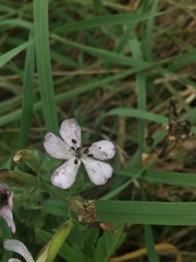 Microbotryum saponariae
