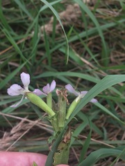 Microbotryum saponariae