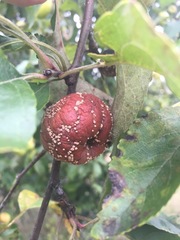 Monilinia
