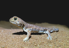 Ptenopus garrulus garrulus