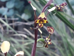 Diuris pardina