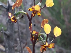 Diuris pardina