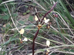 Diuris pardina