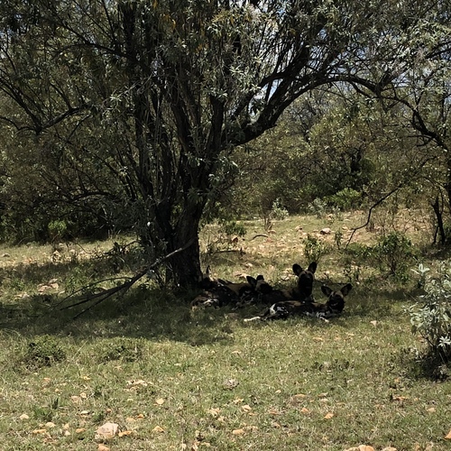 African wild dog