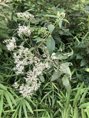 Eupatorium makinoi