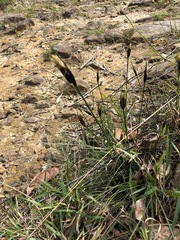 Ptilothrix deusta