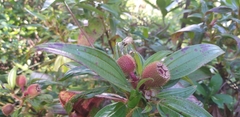 Melastoma sanguineum