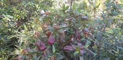 Melastoma sanguineum