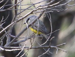 Eopsaltria griseogularis