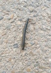 Ommatoiulus sabulosus aimatopodus