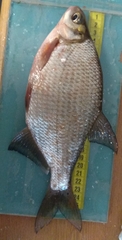 Blicca bjoerkna