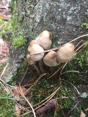 Mycena stipata