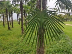 Trachycarpus fortunei