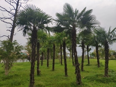 Trachycarpus fortunei