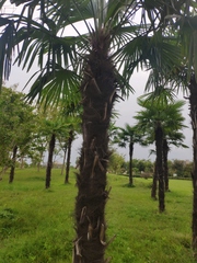Trachycarpus fortunei