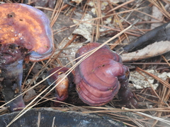 Ganoderma curtisii image