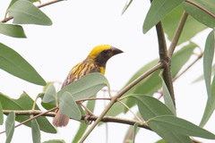 Ploceus philippinus