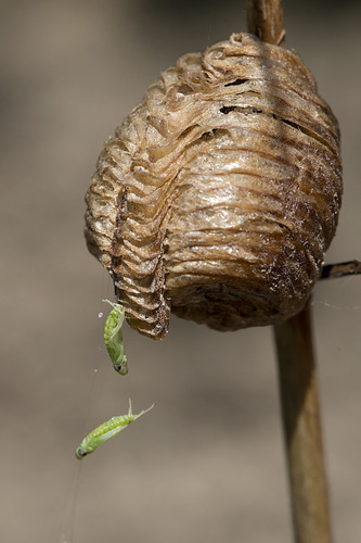 Transcaucasian Giant Mantis