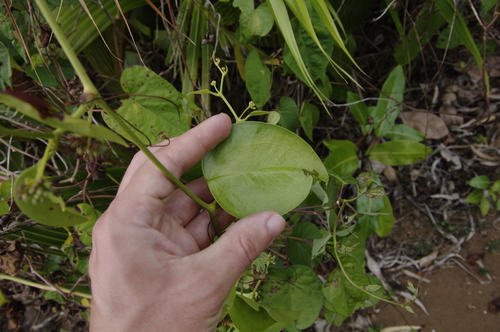 Whist, Basket vine