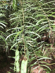 Acacia fimbriata