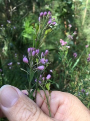 Comesperma esulifolium