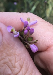 Comesperma esulifolium