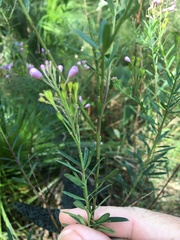 Comesperma esulifolium