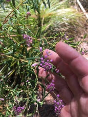 Comesperma esulifolium