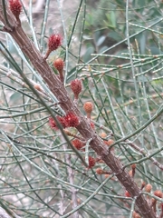 Allocasuarina paradoxa