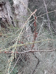 Allocasuarina paradoxa