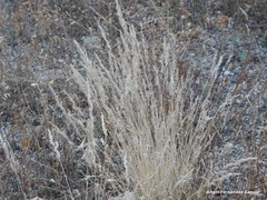 Corynephorus canescens