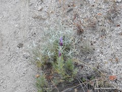 Corynephorus canescens