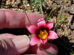 Romulea eximia