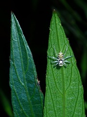 Salticidae