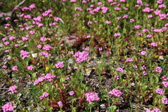 Centranthus macrosiphon