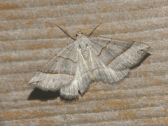Scotopteryx