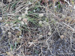 Jasione sessiliflora