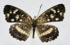 Anthanassa drusilla lelex