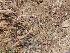 Corynephorus canescens