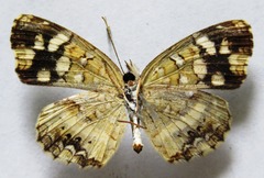 Anthanassa drusilla lelex