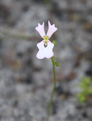 Stylidium calcaratum