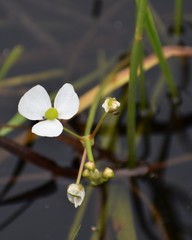 Sagittaria isoetiformis