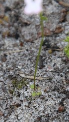 Stylidium calcaratum