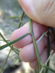 Acacia elongata