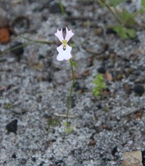 Stylidium calcaratum