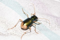 Pseudotetracha australis