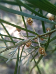 Acacia elongata