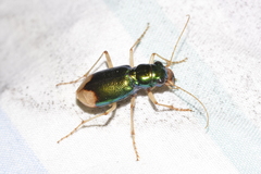 Pseudotetracha australis