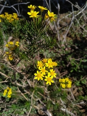 Euryops linifolius